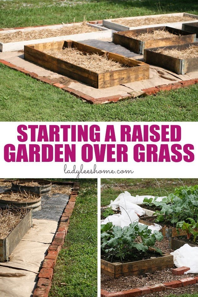 Do you want to turn your lawn into a productive vegetable garden? Let me show you how start a raised garden over grass in five simple steps.  #raisedvegetablegarden #turnlawnintogarden #raisedbedgarden