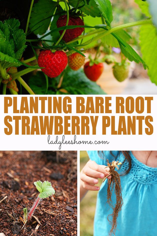 How to plant bare root strawberries. We'll go over purchasing your bare root strawberries, where to plant them, when, how to plant bare root strawberries, and how to care for your plants so they produce a ton of berries!
#barerootstrawberries #growingstrawberries