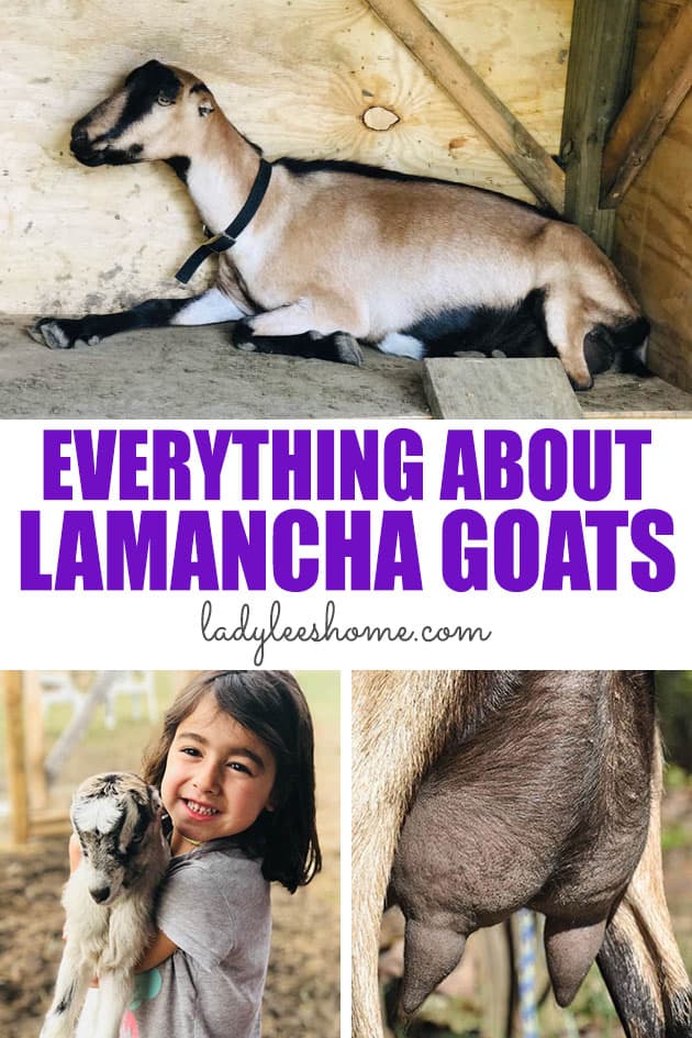 Lamancha goat breed information and everything that you need to know. Where to buy Lamancha goats, how do they look and behave, how much milk they give and more...
#lamanchagoat #raisinggoats