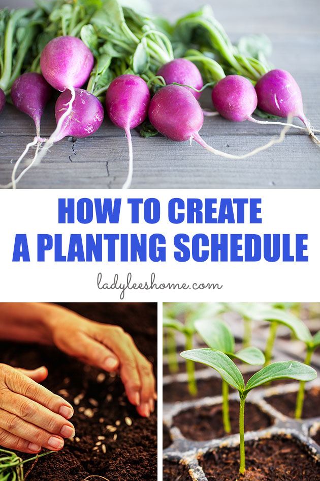 Learn how to create a planting schedule for a vegetable garden so you know exactly when to plant your seeds. A good schedule will save you both time and money!