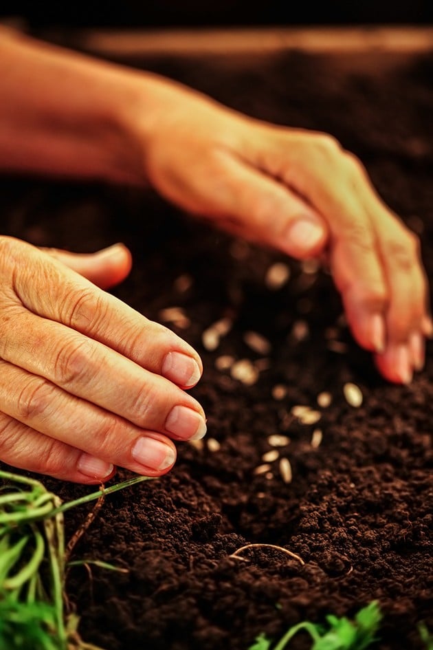Hands planting seeds.