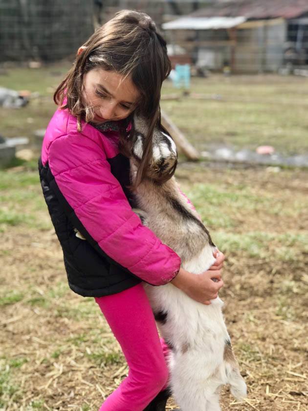 A baby Lamancha goat kissing a girl. 