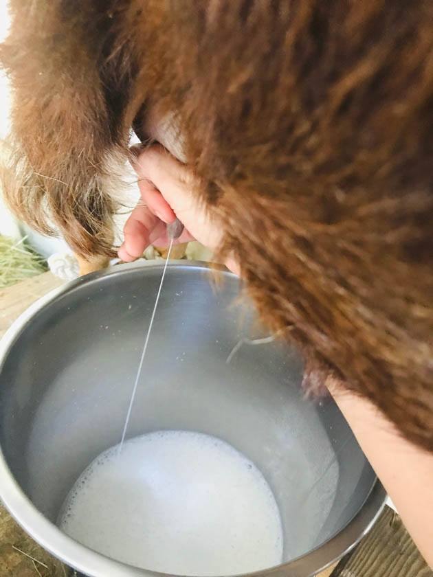 Milking a Lamancha goat. 