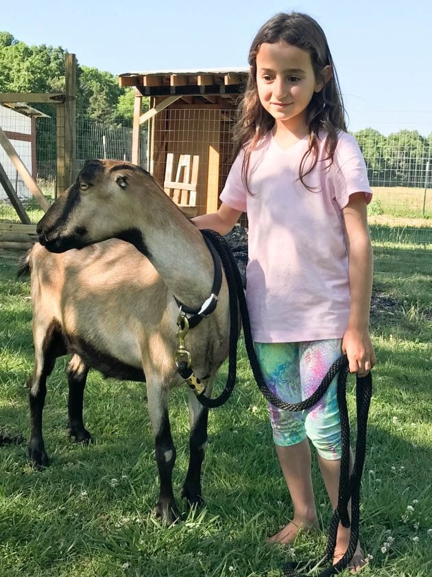 8 years old girl holding a Lamancha goat. 