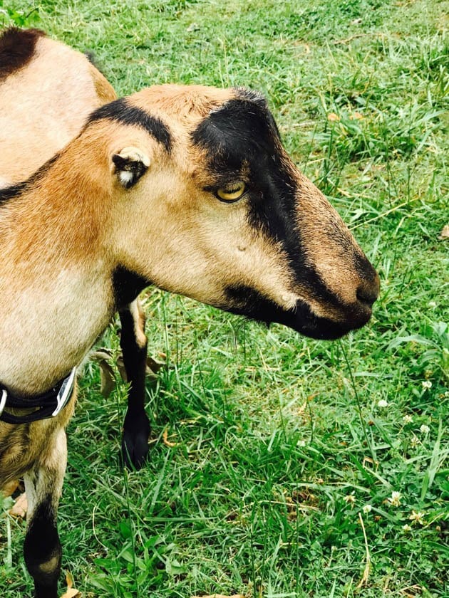 Lamancha goat in the pasture. 