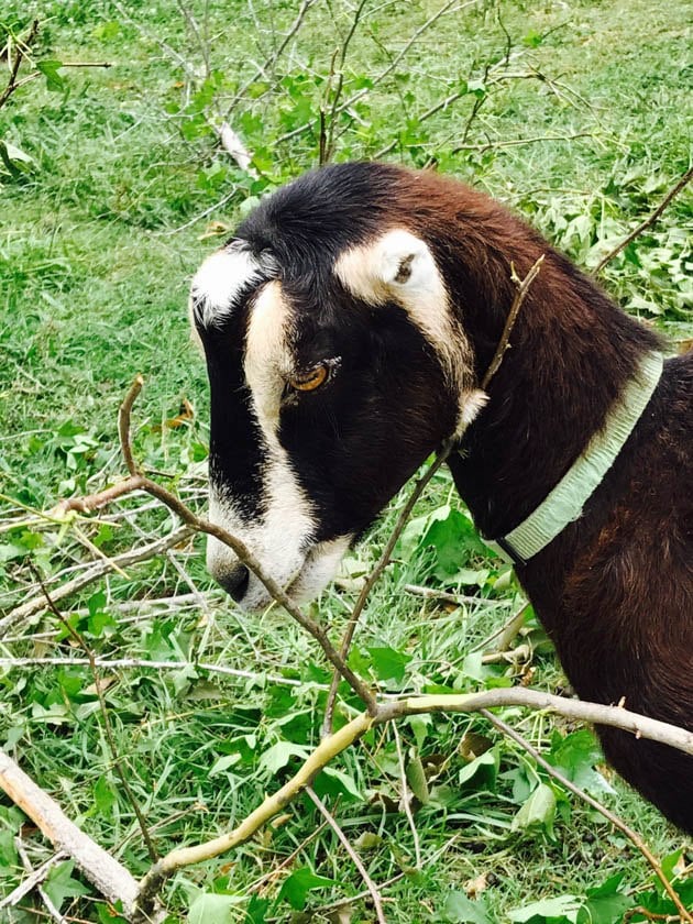 Dark brown Lamancha goat.
