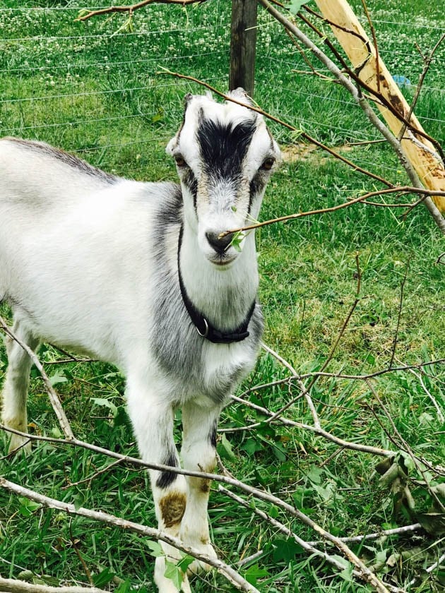 A young Lamancha buck. 