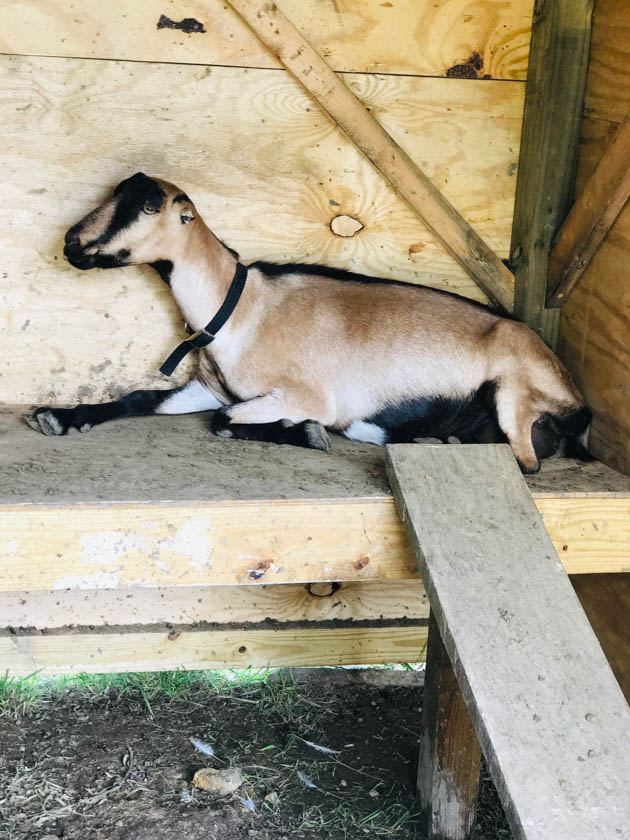 A Lamancha goat laying down on a "shelf" in the goat house. 