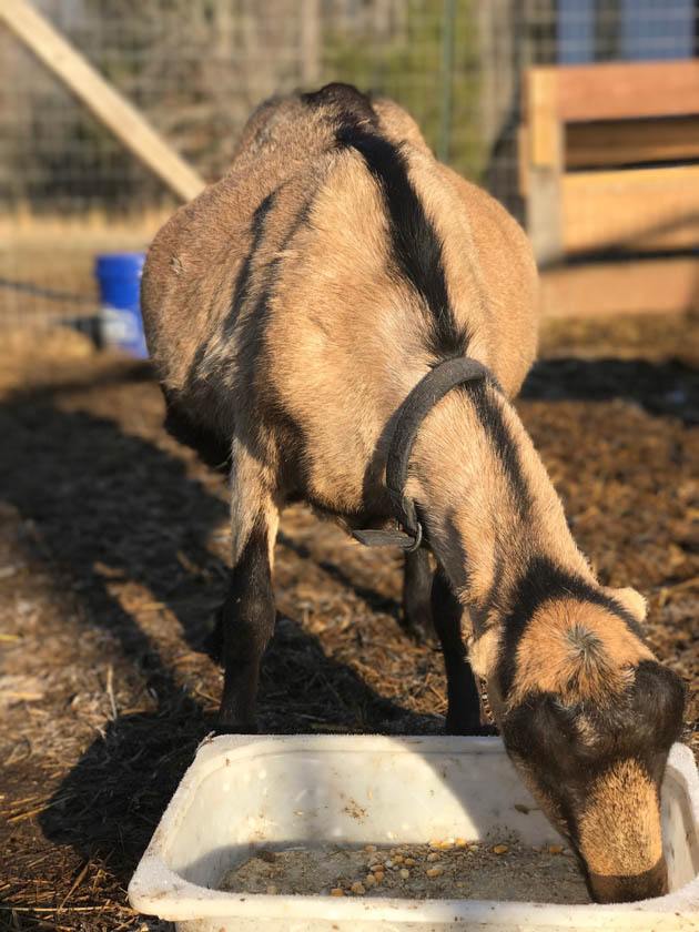 A pregnant Lamancha goat eating. 