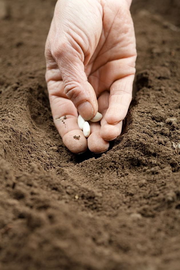 planting beans.