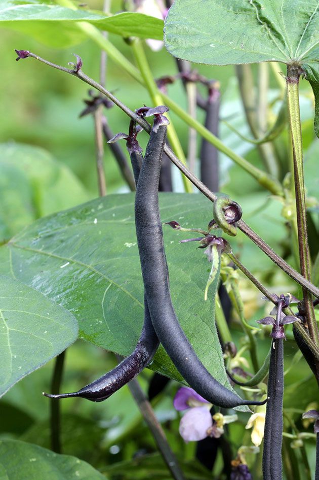 Purple pole beans.