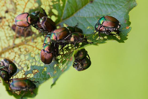 Japanese beetle eating bean leaves. 