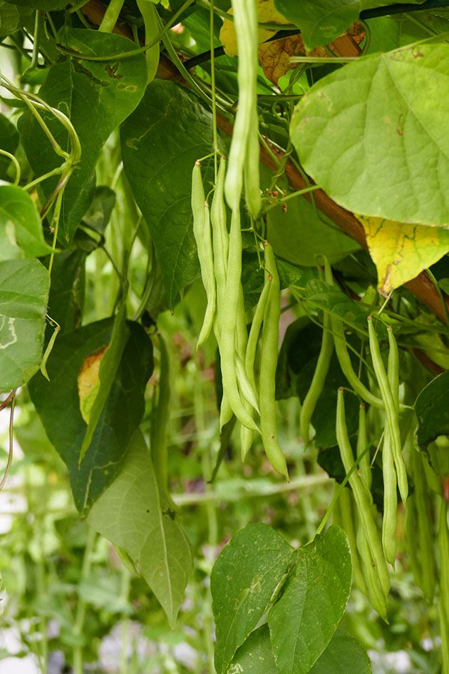 Bean plant full of green beans.