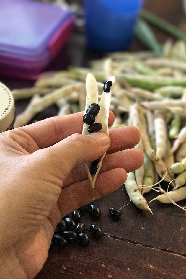 Shelling dry beans - how to grow beans from seed. 