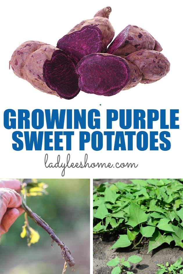 EASY PLANTING SWEET POTATO IN GROW BAGS 