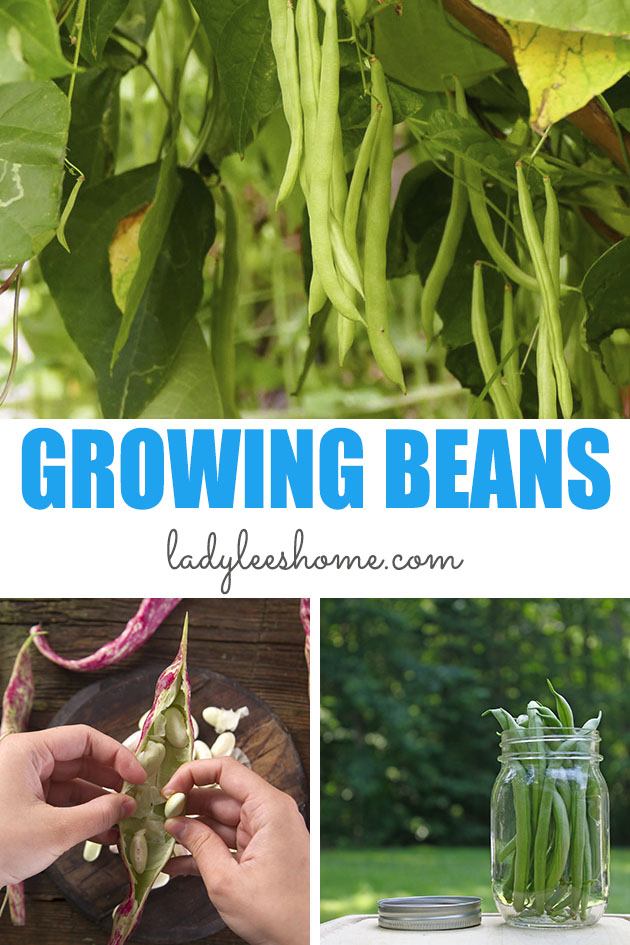 How To Harvest Lima Beans - Fresh or Dry 