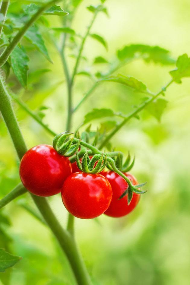 3 ripe tomatoes on the vine