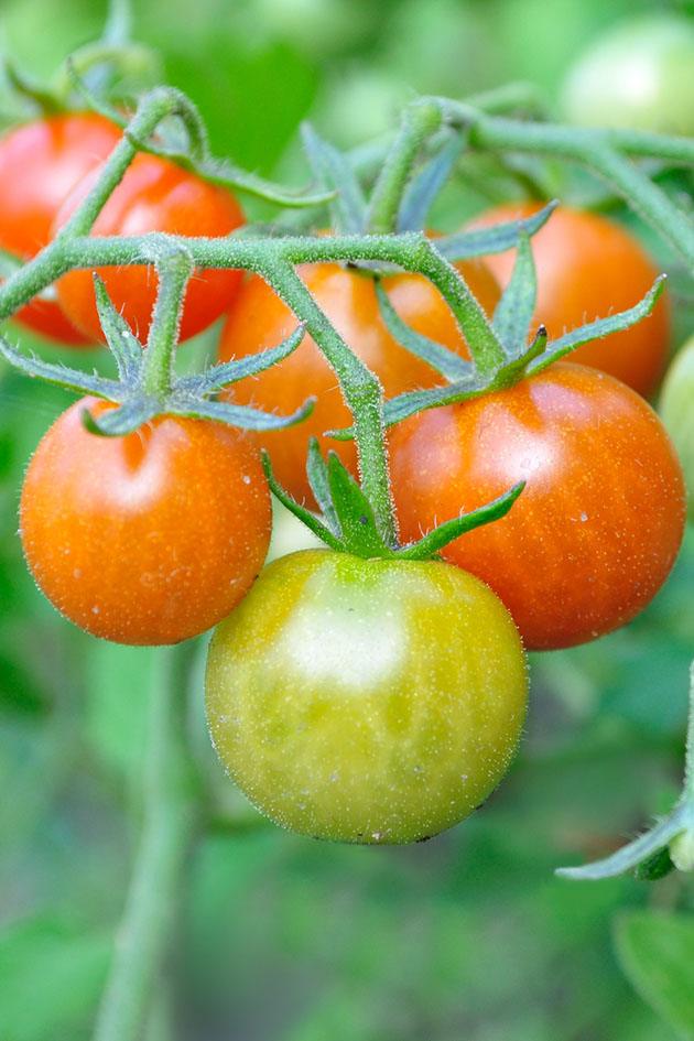 Tomatoes ready for picking