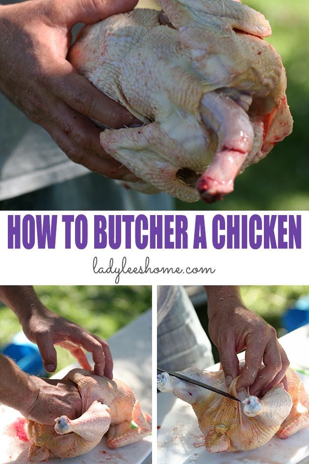 Let's learn how to butcher a chicken at home in a step by step picture tutorial. By the end of this tutorial, you'll be ready to process your own chickens! #howtobutcherachicken #butcheringchickens #howtoraisemeatchickens #meatchickens