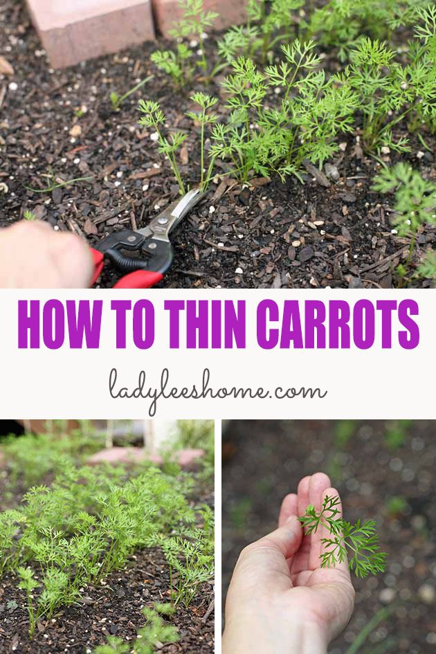 How to thin carrots two different ways to ensure maximum production of beautiful carrots. I'll also show you what you can do with what you thin so you don't waste a thing!
#howtothincarrots #thinningcarrots #growingcarrots