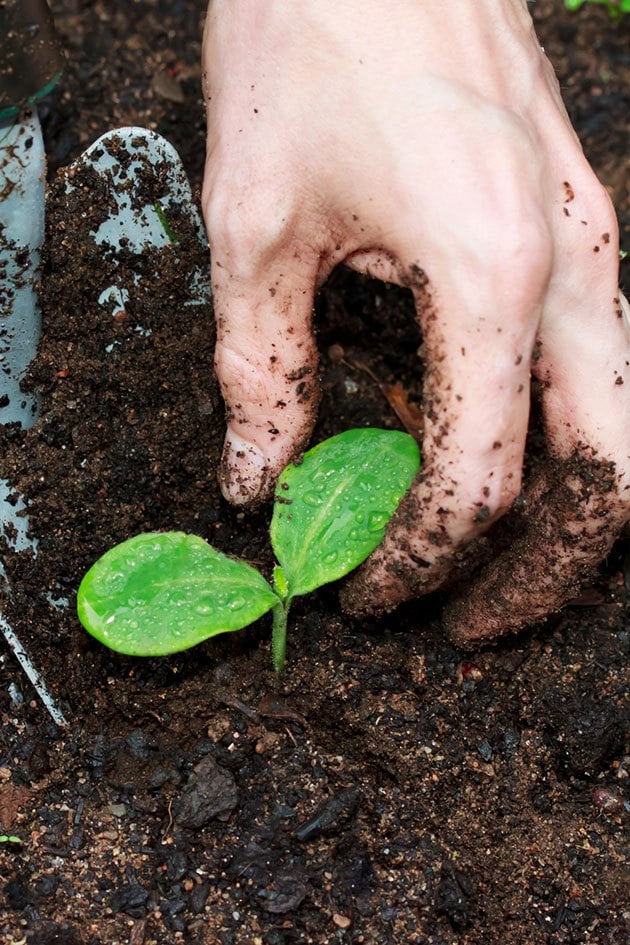 Hand moving dirt from around a tender shoot