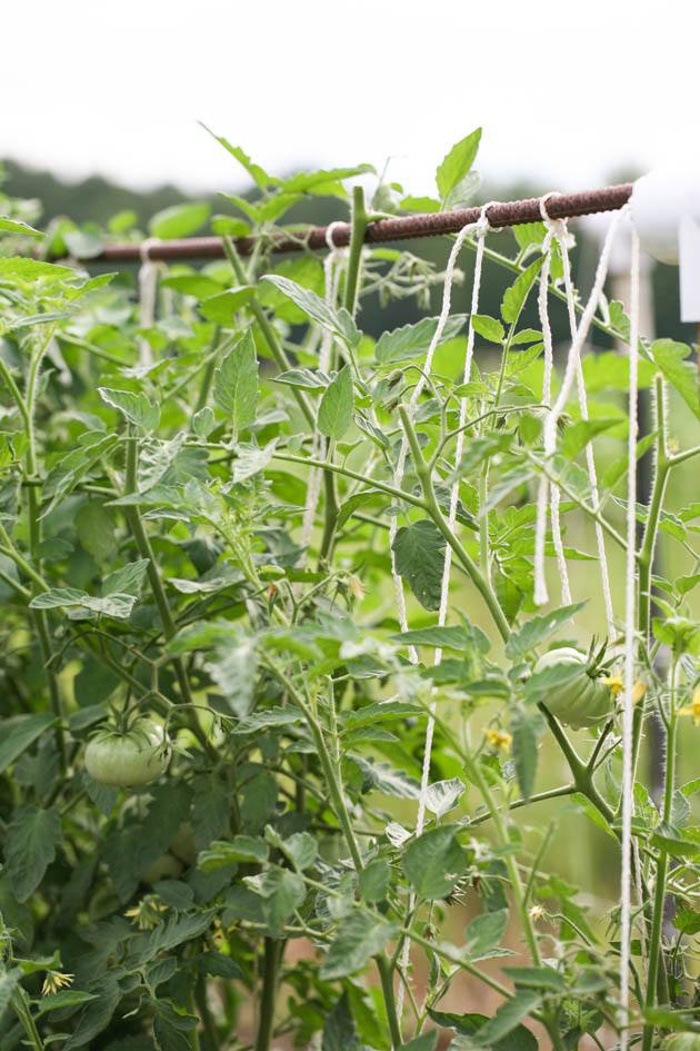 Supporting tomato plants.