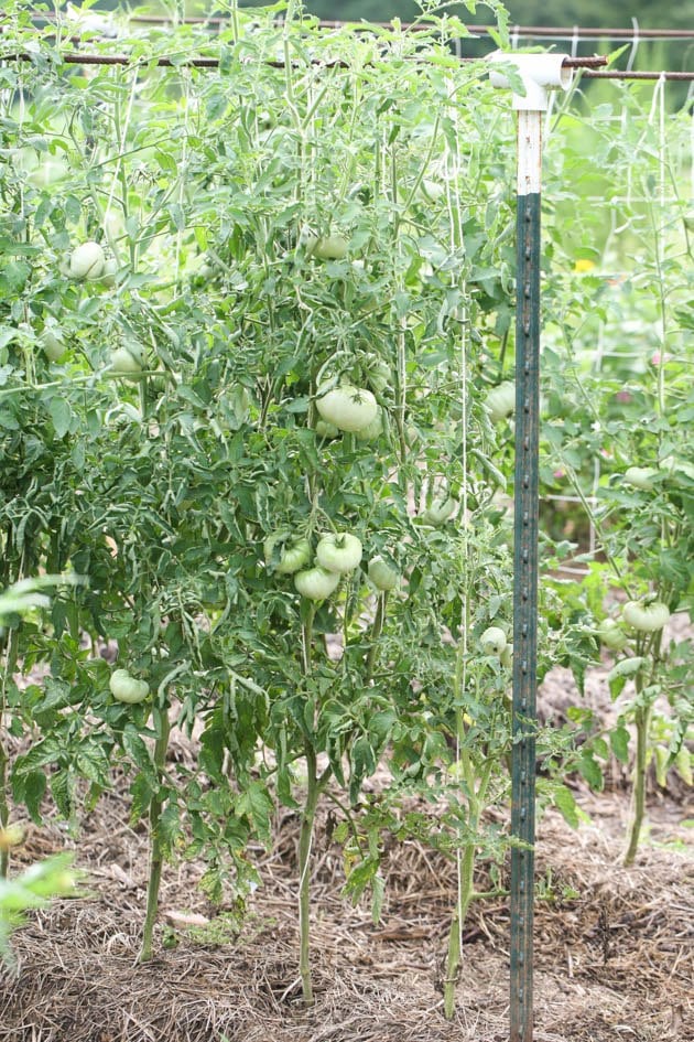 Tomatoes in the garden.