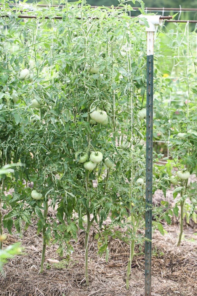 How to String Trellis AKA String Train Tomatoes  Home vegetable garden,  Veggie garden, Tomato trellis