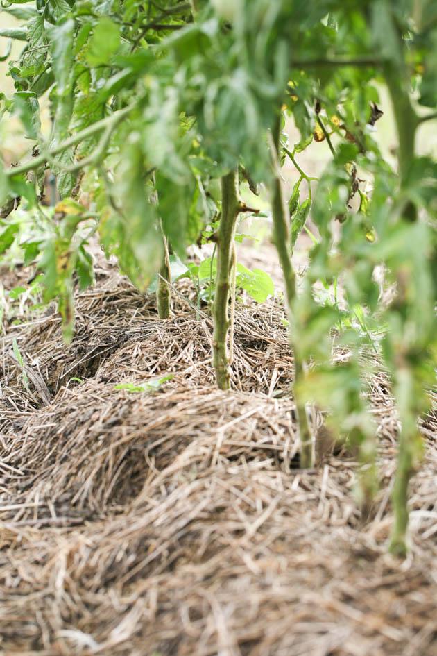 Tying tomato plants at their base.