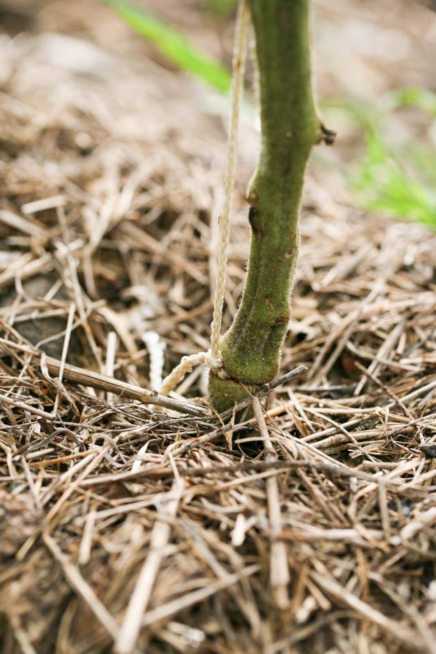 How to Support Tomato Plants - Lady Lee's Home