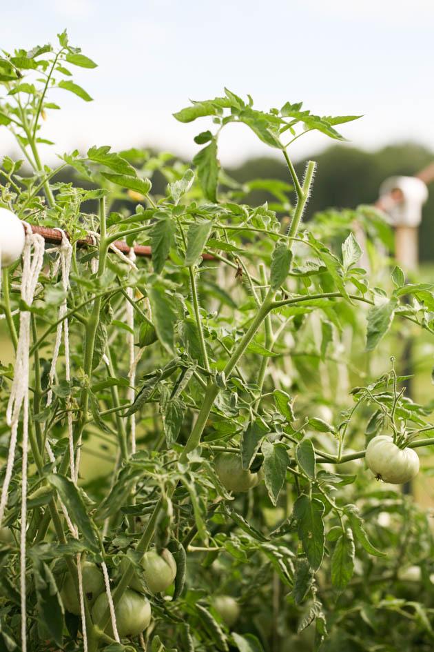 Tomato plant topped off.