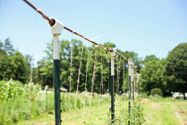 Tying strings to top of trellis.