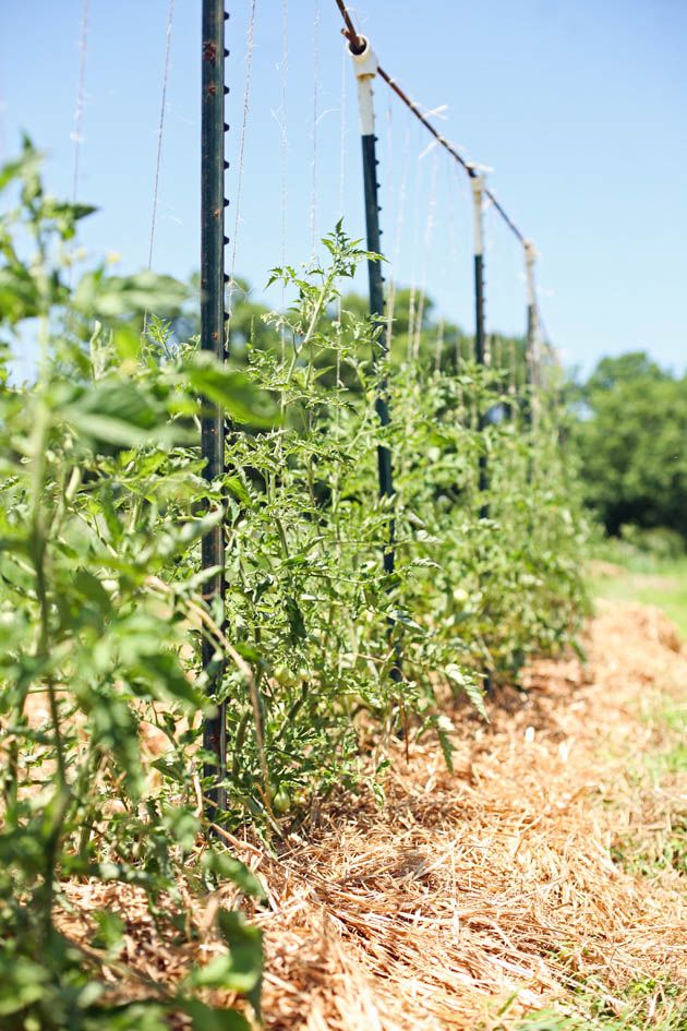 Trellised tomato plants in the garden.