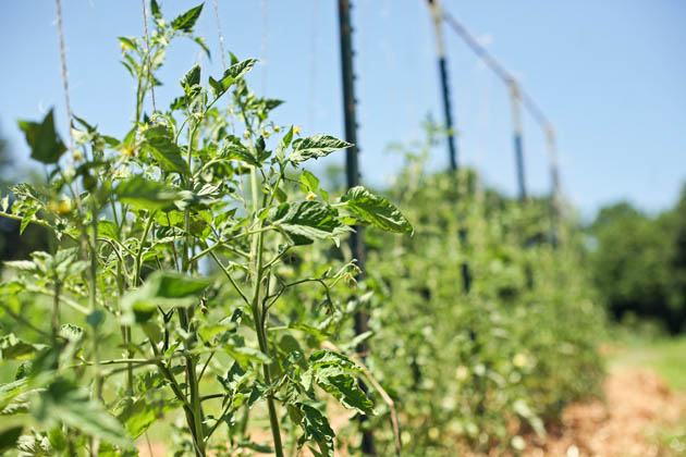 Build a tomato trellis for staking tomatoes