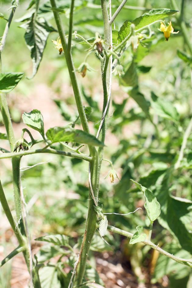 Supporting tomato plant.