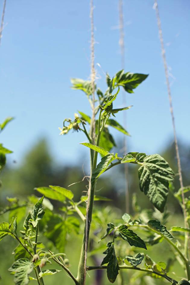 Tomato plant wrapped around the twine.