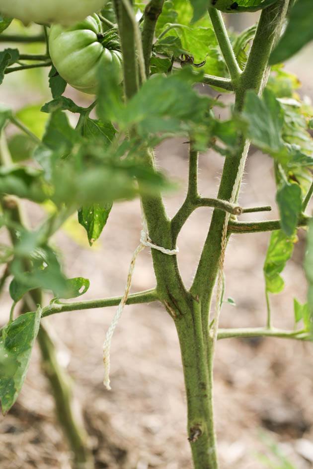 Tied tomato plant.