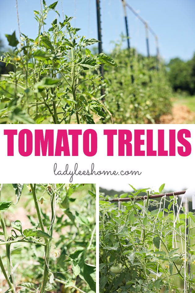 DIY Budget Tomato Trellis with String