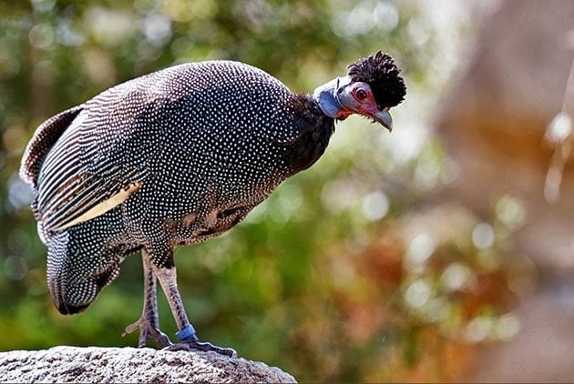 A different variety of guinea fowl. 