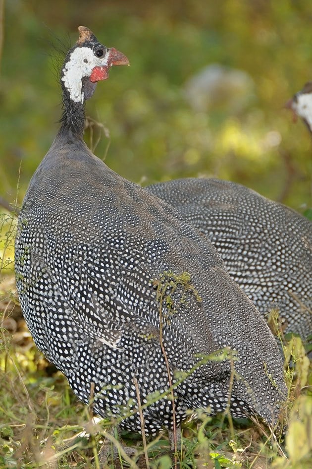 A few guinea fowl together.