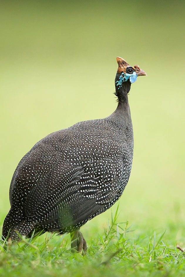 The Seven top facts about Guinea Fowl (discovered by a new owner