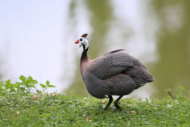 Guinea fowl running by the pond. 