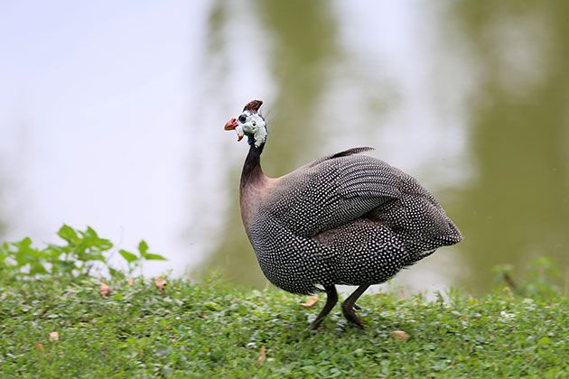 Guinea Fowl - Pros and Cons - Lady Lee's Home