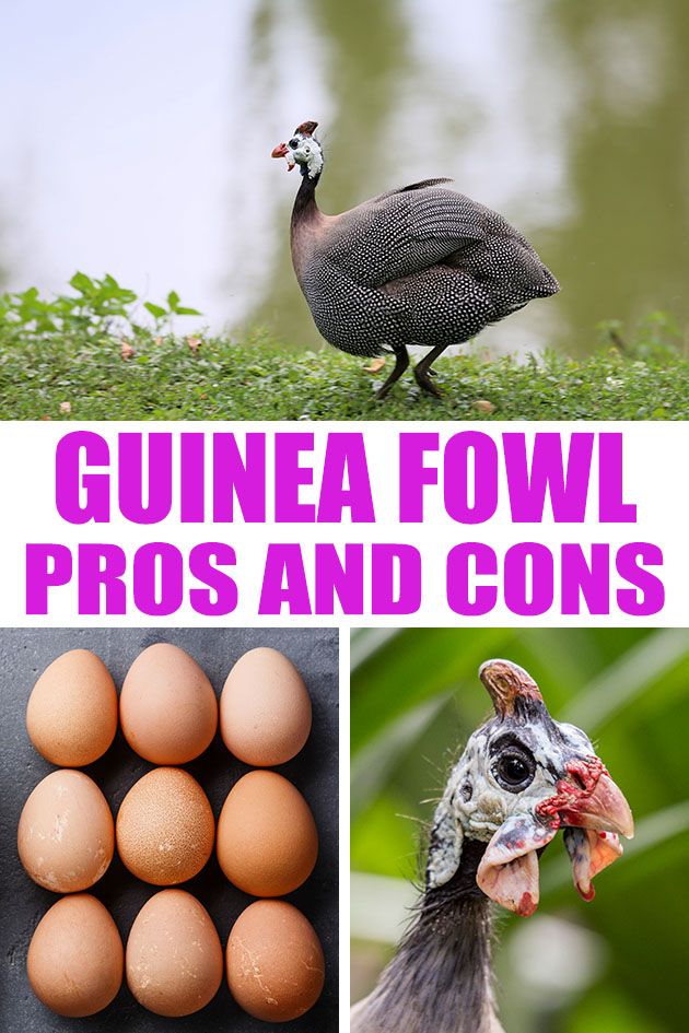 Learn the advantages and disadvantages of owning guinea fowl. Are guinea fowl right for your homestead? Let's consider the pros and cons of this bird. 
#guineafowl #guineahen #raisingguineafowl 