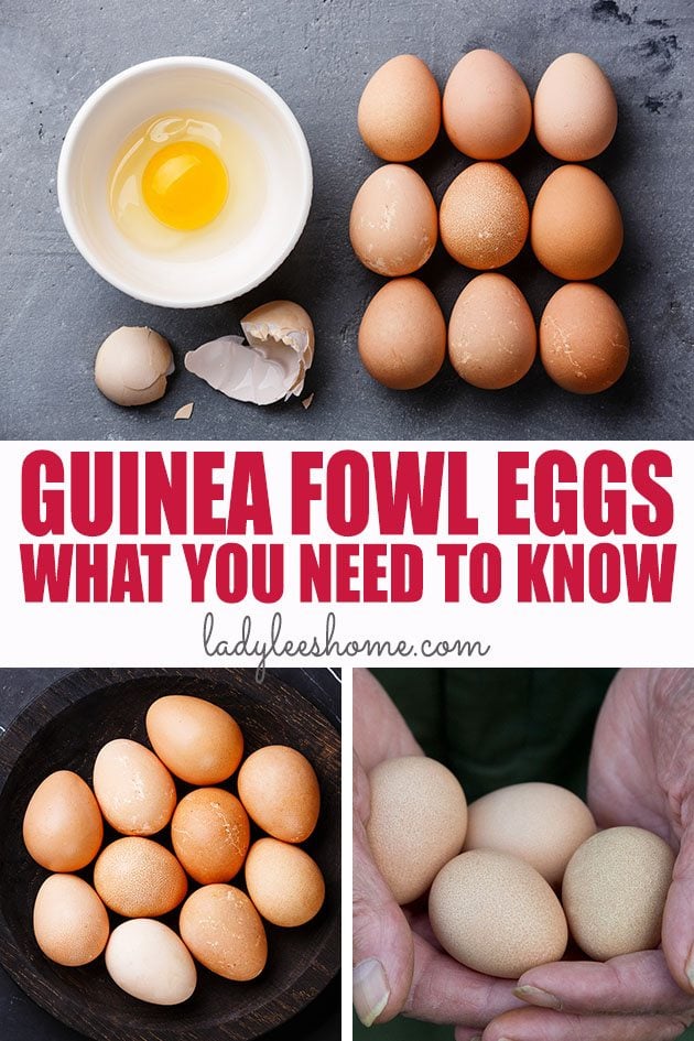 Guinea Fowl Eggs What You Need To Know Lady Lee S Home