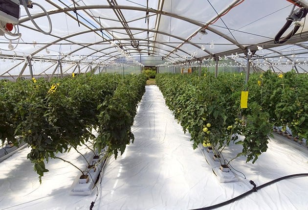 Tomatoes in greenhouse.