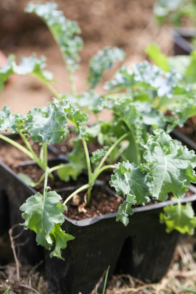 Kale seedlings.