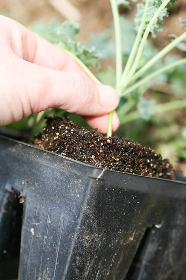 Taking the seedling out of the cell.