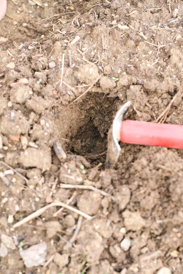 Digging the hole for transplanting.