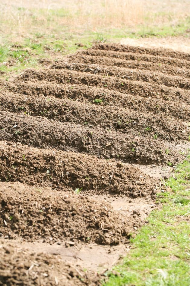 Garden rows ready for planting.